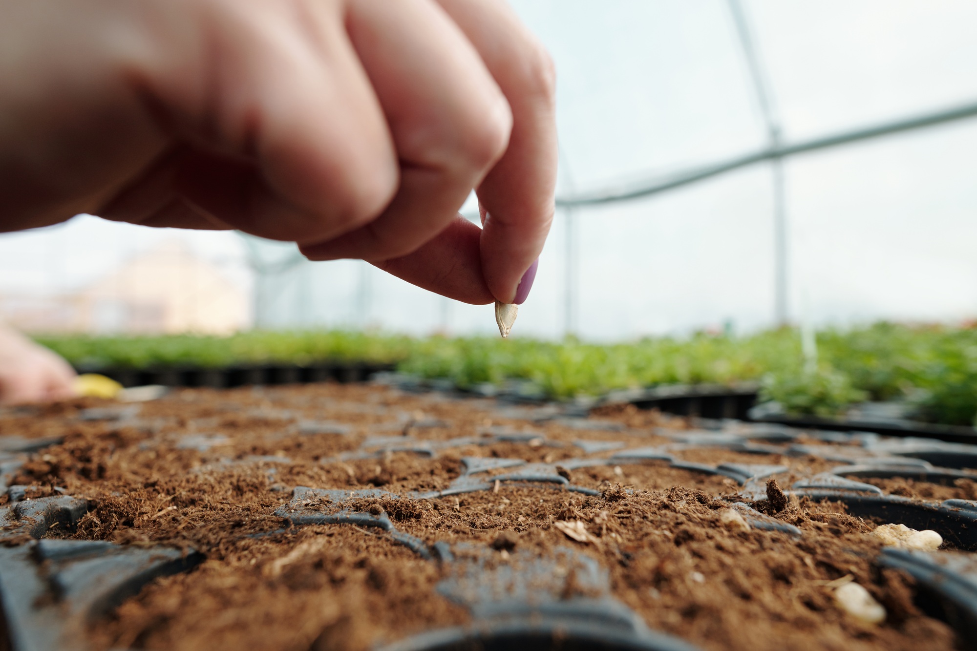 Hand of female farmer holding pumpkin seed over soil