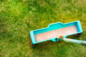 Read more about the article Portland Lawn Care Tips: Expert Advice for a Thriving Yard