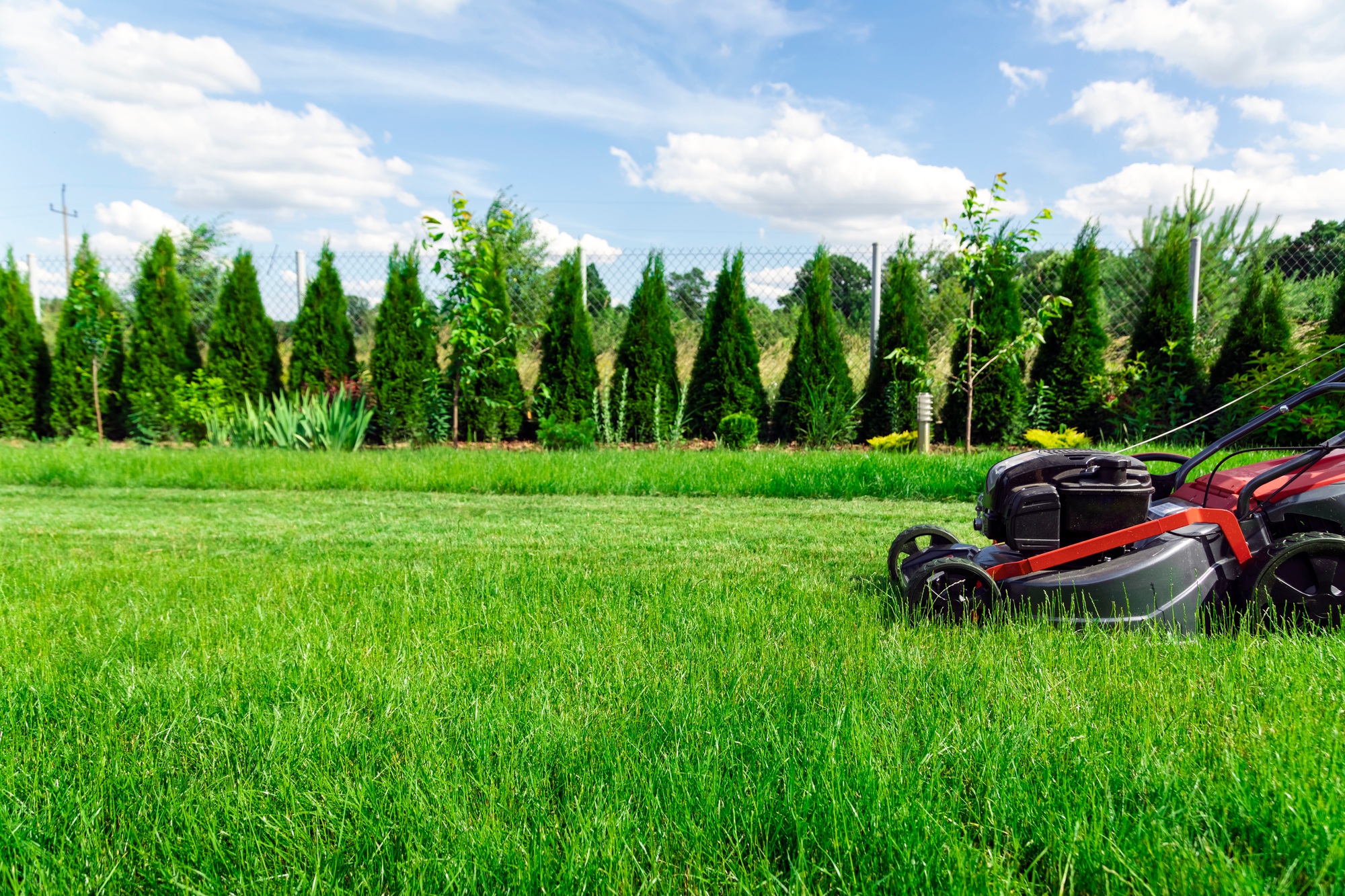 Read more about the article Bed Management Service: The Secret to a Healthy and Beautiful Lawn
