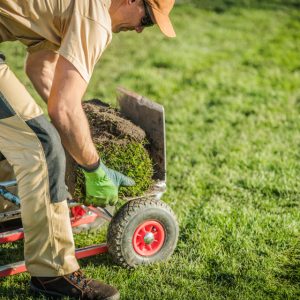 Read more about the article Yard Restoration: From Patchy to Picturesque