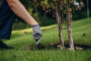 Read more about the article Lawn Fertilizing Services: Proven Way to Achieve a Lush, Green Yard
