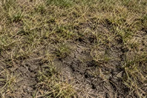 Read more about the article Yard Service Portland : Why Summer Is the Season Most Get Wrong