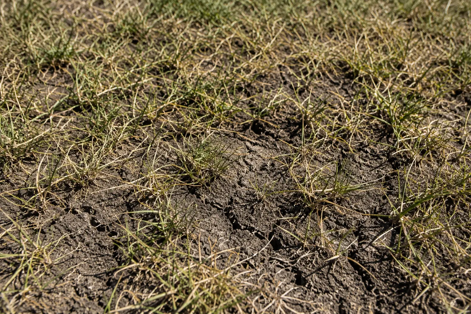 You are currently viewing Yard Service Portland : Why Summer Is the Season Most Get Wrong