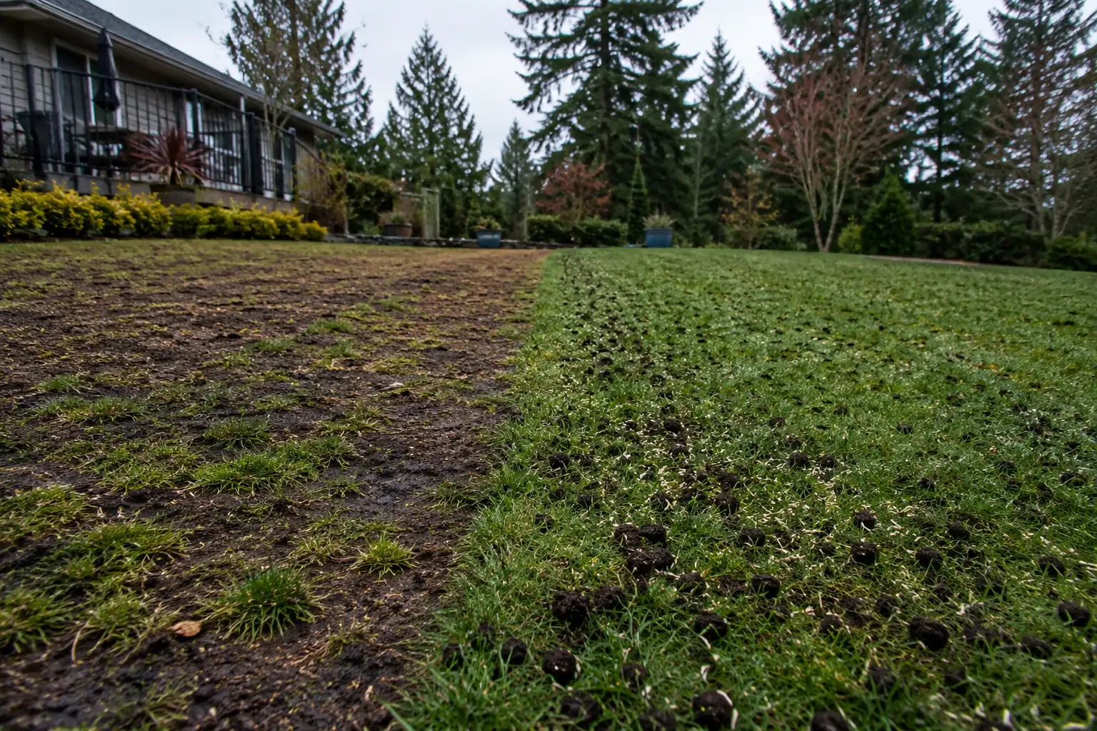 You are currently viewing Lawn Restoration Portland OR: How to Bring a Tired, Patchy Yard Back to Life